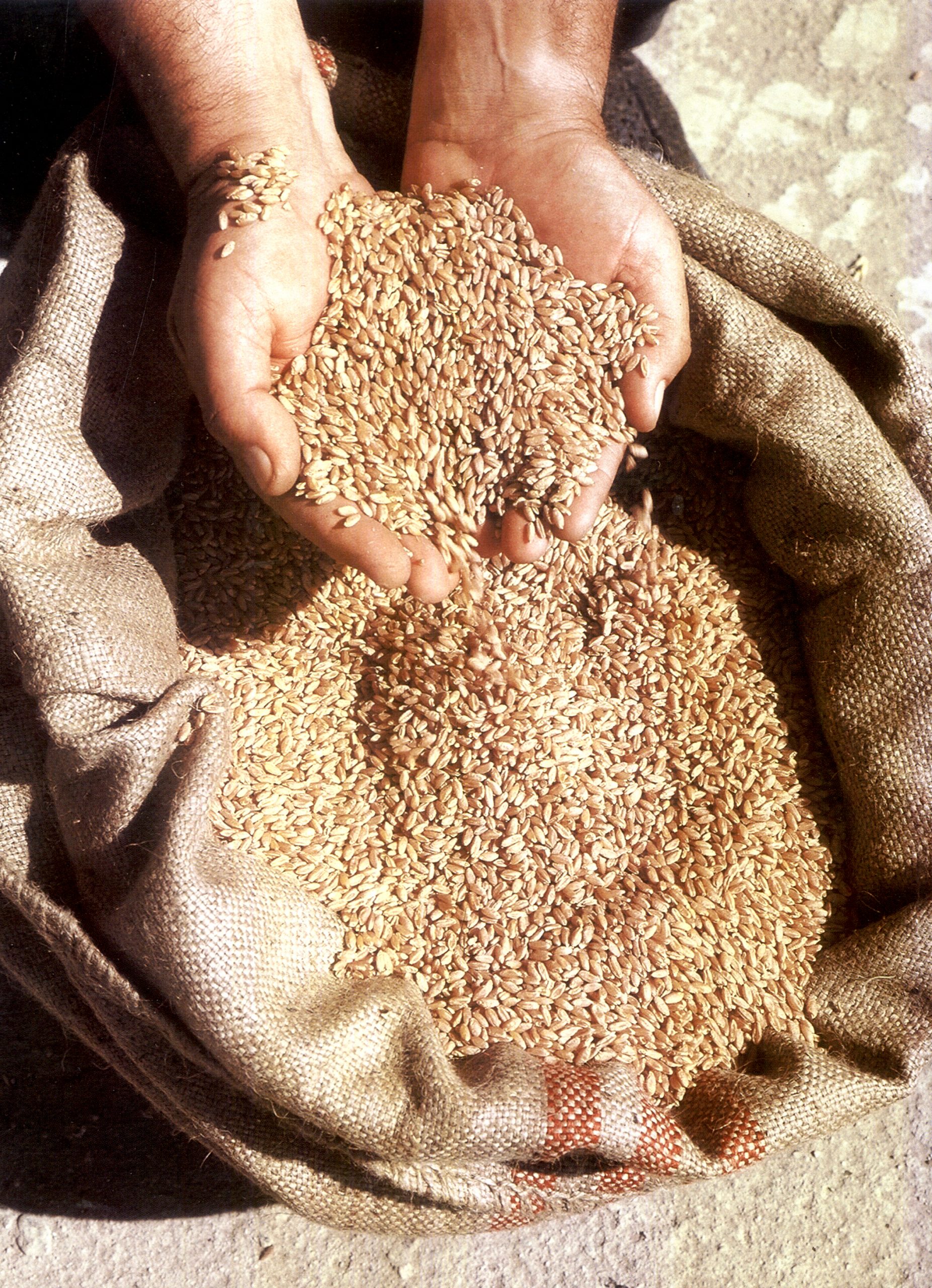 Събрана реколта жито (зърно)