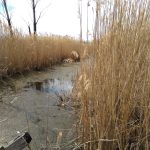Драгоманско блато