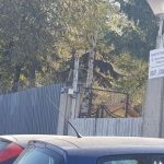 самораново