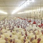 “Евродон” отглежда пуйки на 400 хил. акра в 12 птичи ферми