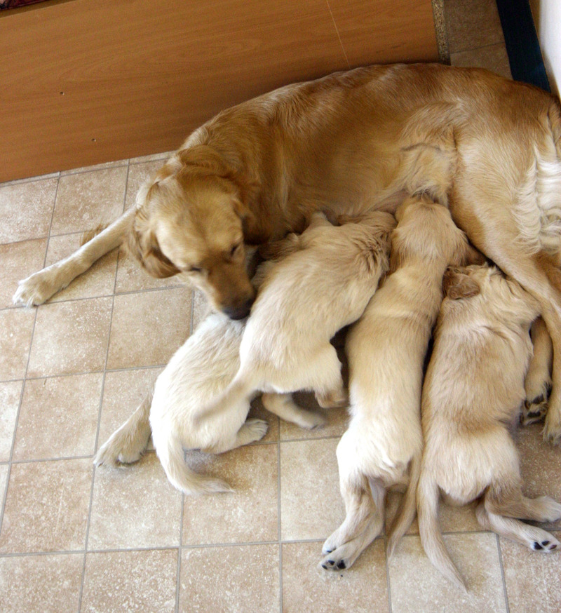 Migration Image