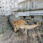Отсечени дървета