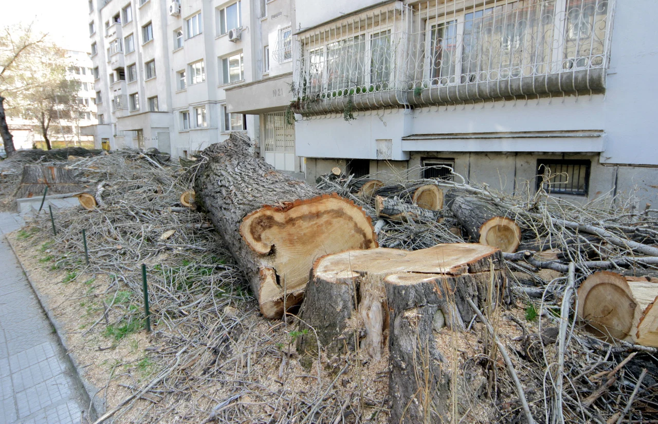Отсечени дървета