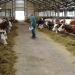 ферма - животни