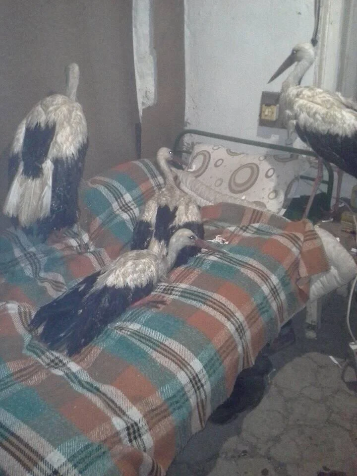 щъркели