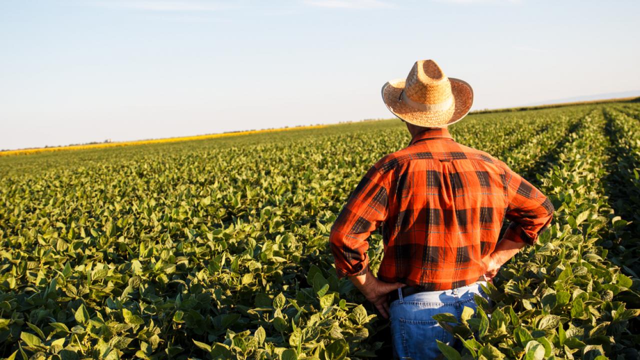 американски фермер фермери сащ