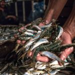 риболов Черно море Средиземно море