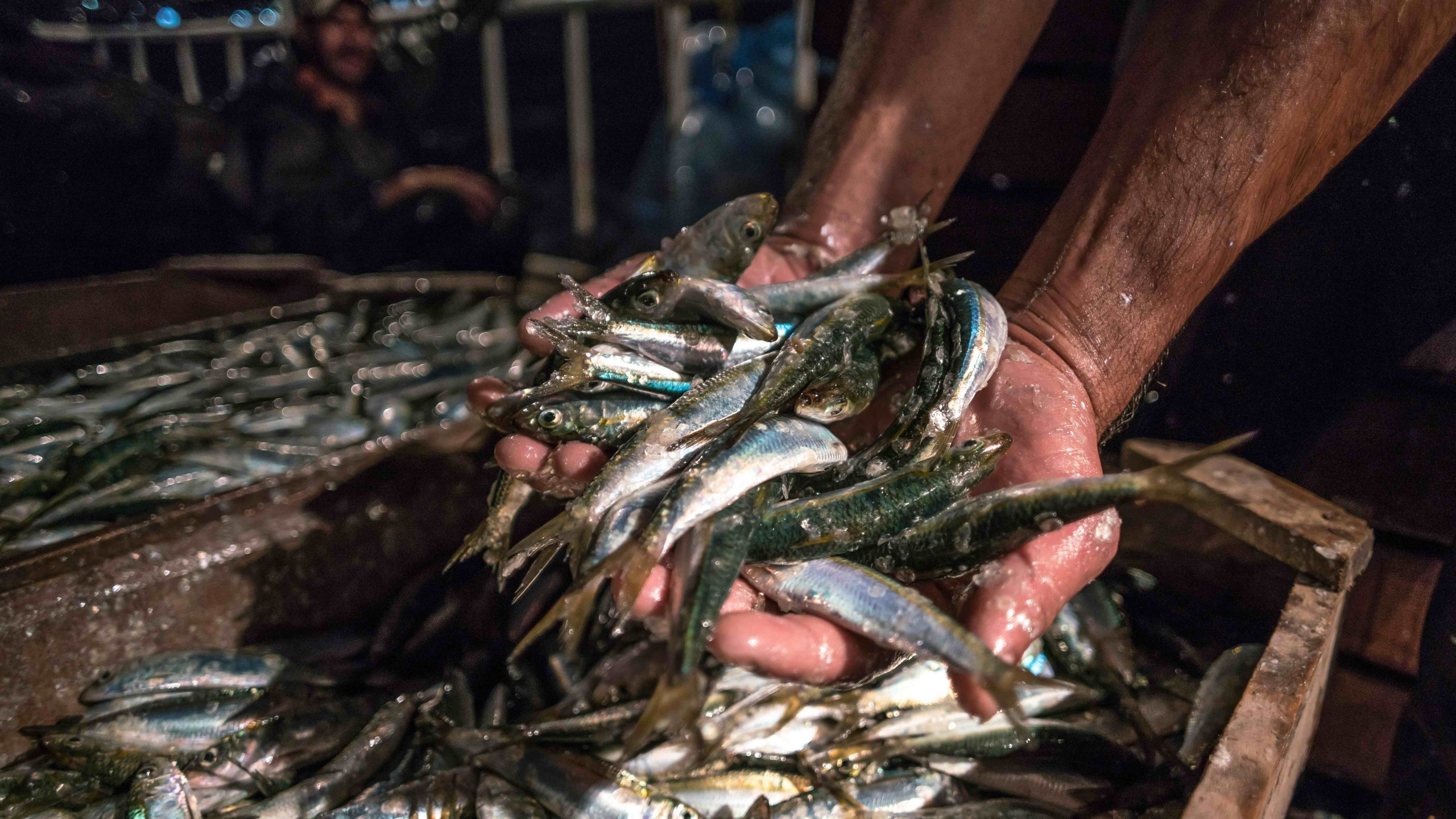 риболов Черно море Средиземно море