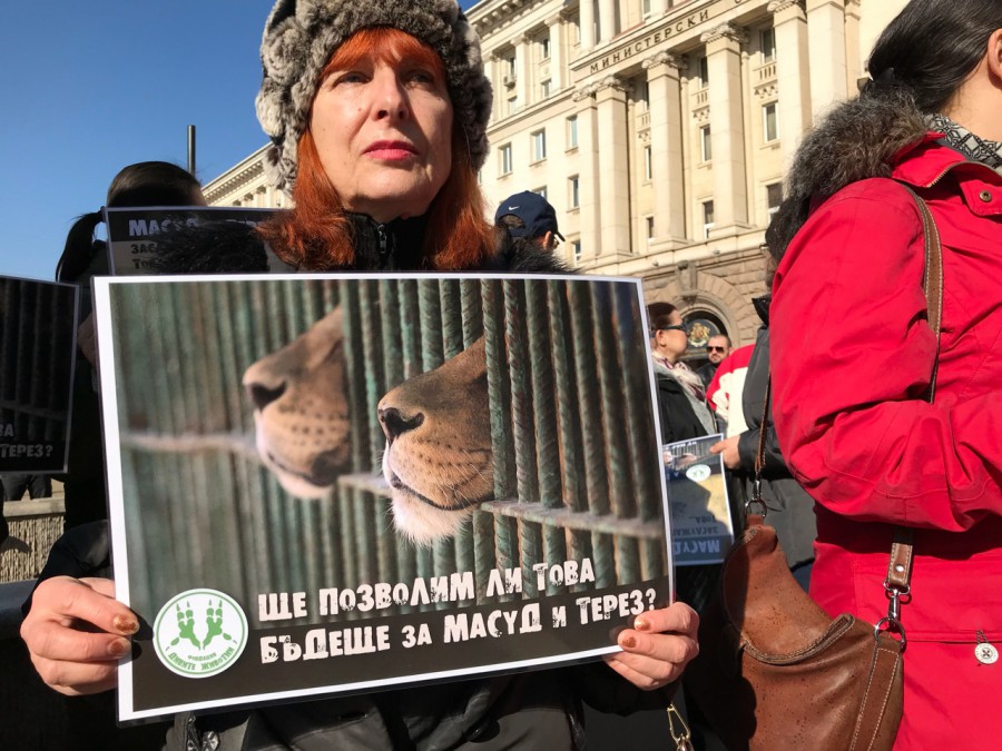 Лъвове