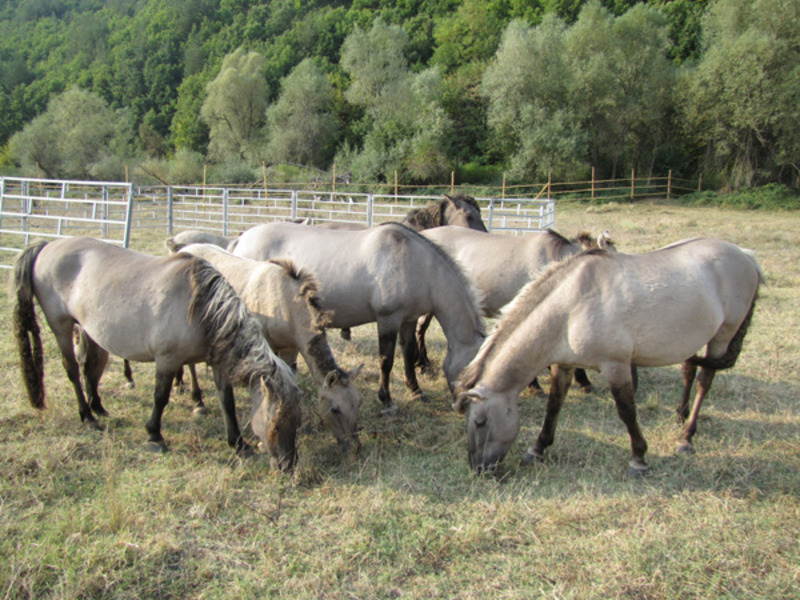 Migration Image