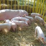 прасета