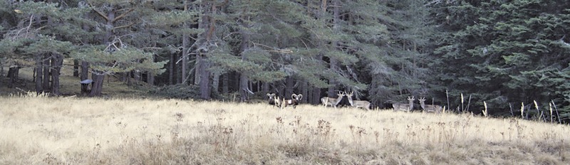 Migration Image