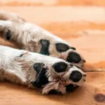 Задържаха мъж и жена, изтезавали животни, заснемали насилието и продавали видеата