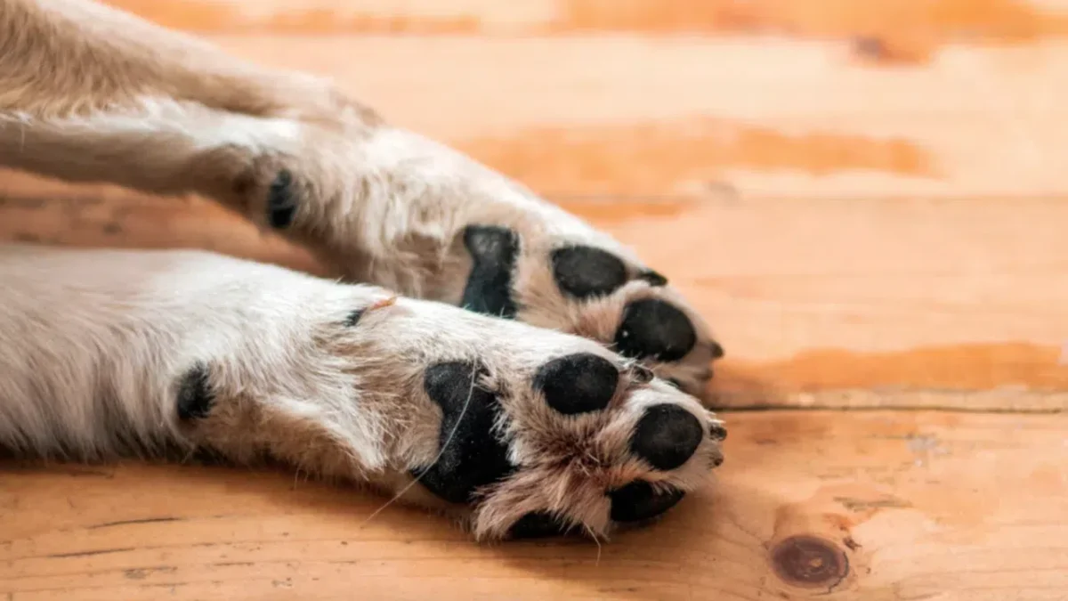 Задържаха мъж и жена, изтезавали животни, заснемали насилието и продавали видеата