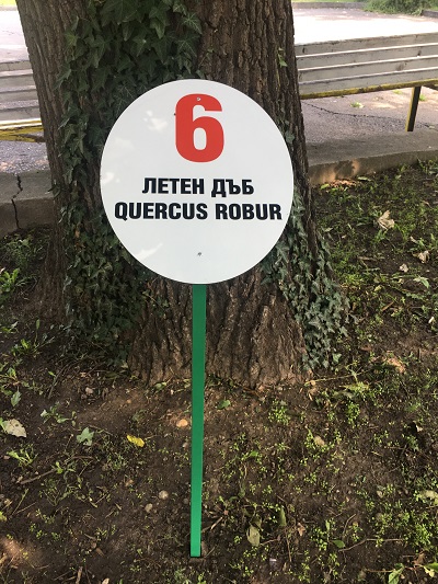 дърво