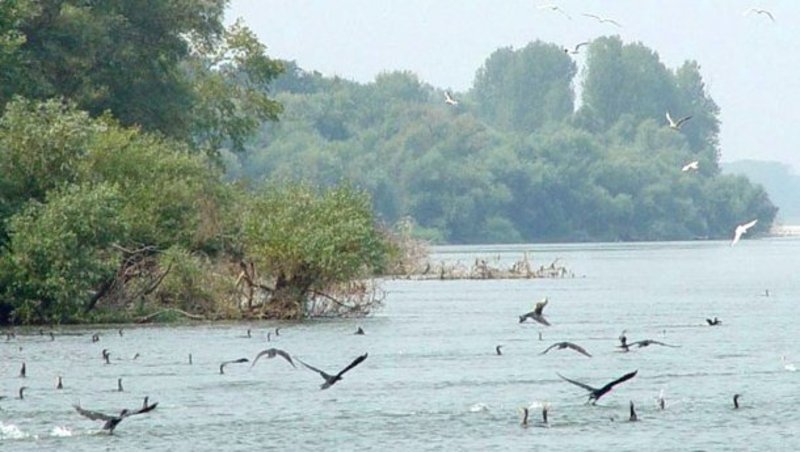 Migration Image