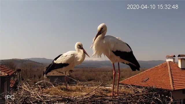 щъркели