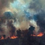 бразилия амазония горски пожари пожар