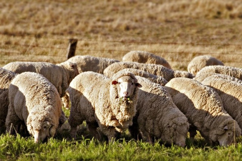 Migration Image