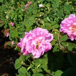 казанлъшка роза