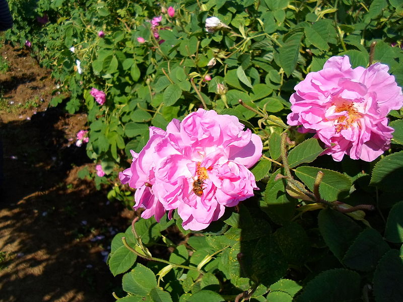 казанлъшка роза