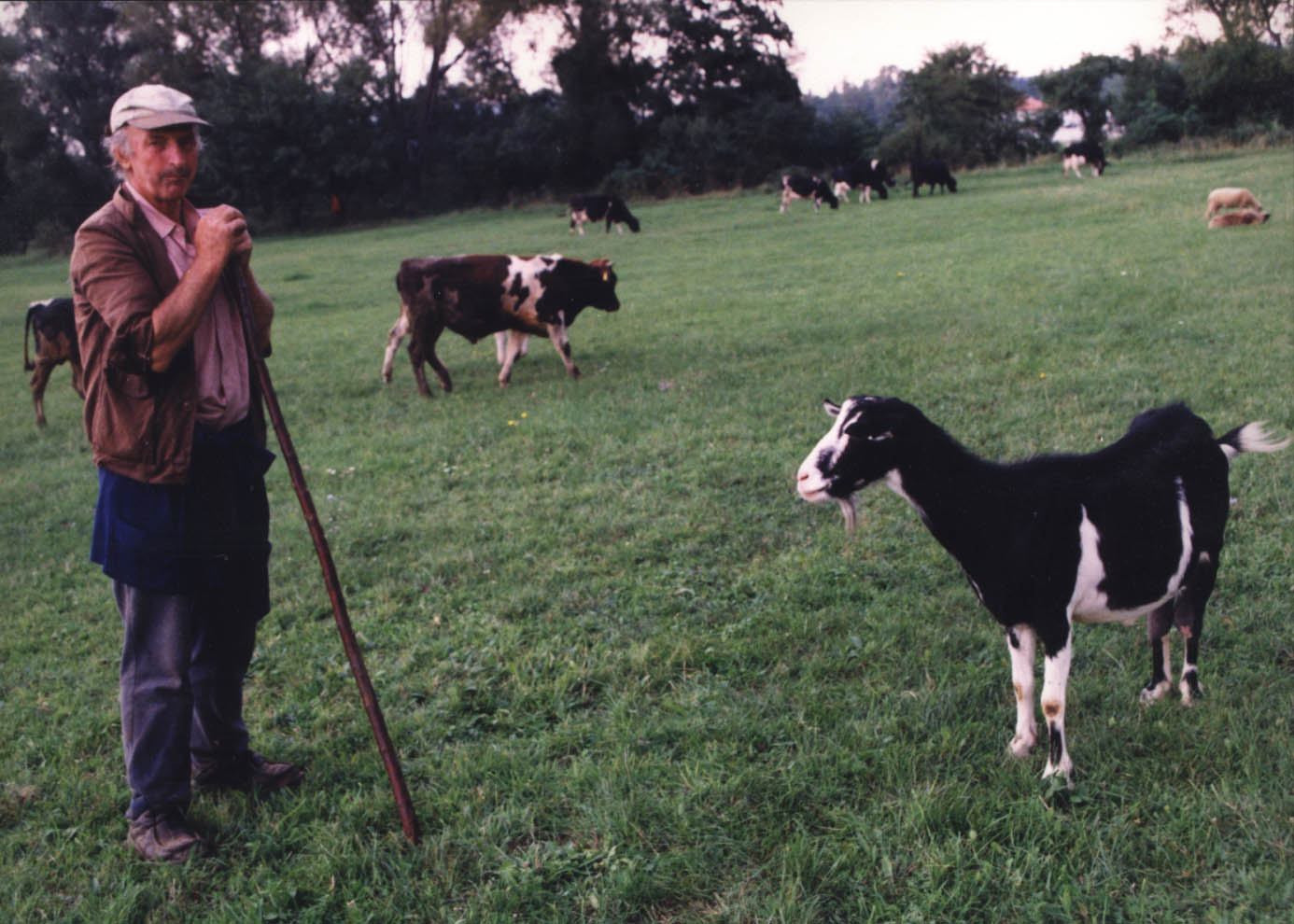 Земеделие и животновъдствоживотни