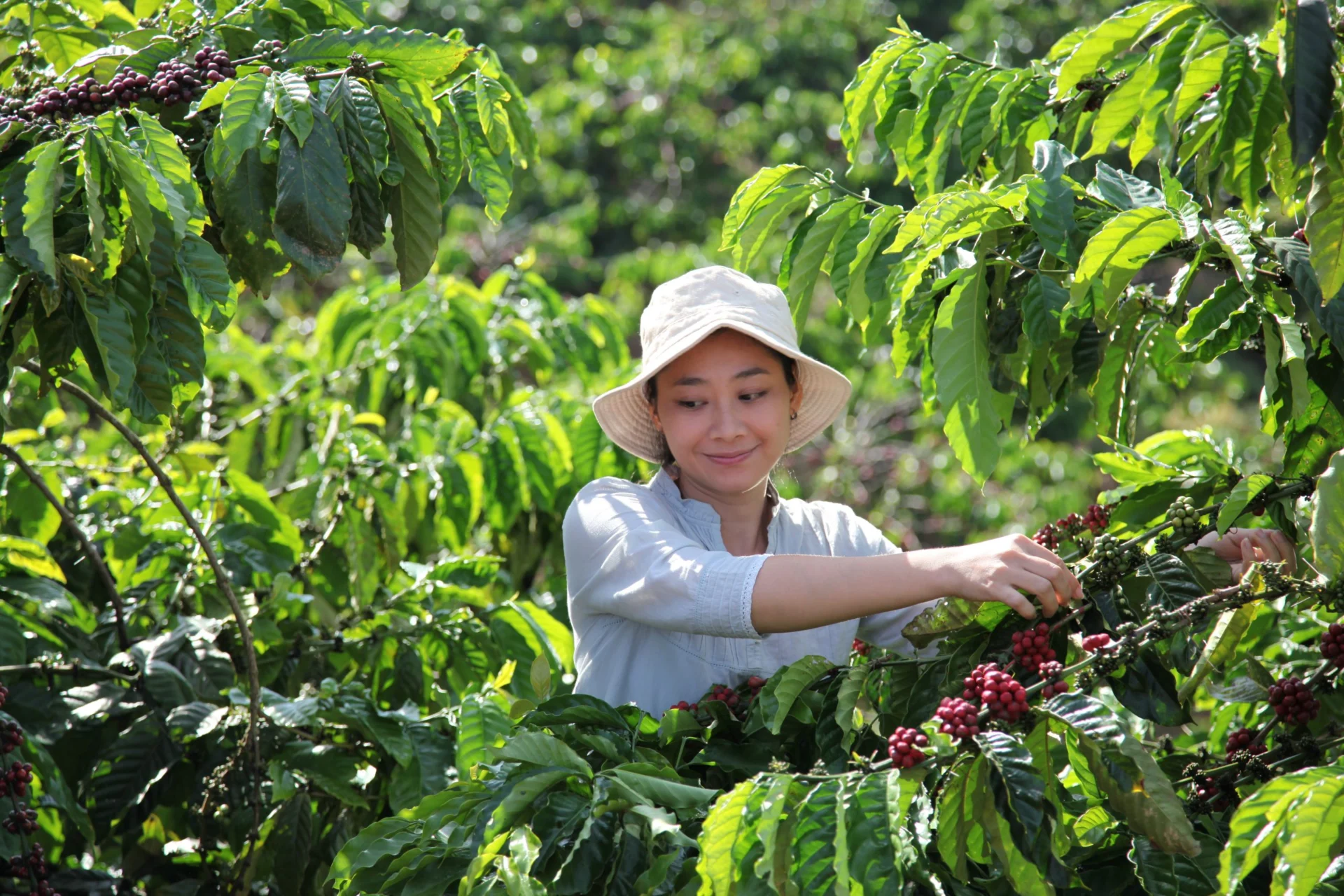 Нестле обяви инвестиция от 1 милиард швейцарски франка в NESCAFÉ План 2030 за насърчаване на регенеративно земеделие кафе робуста