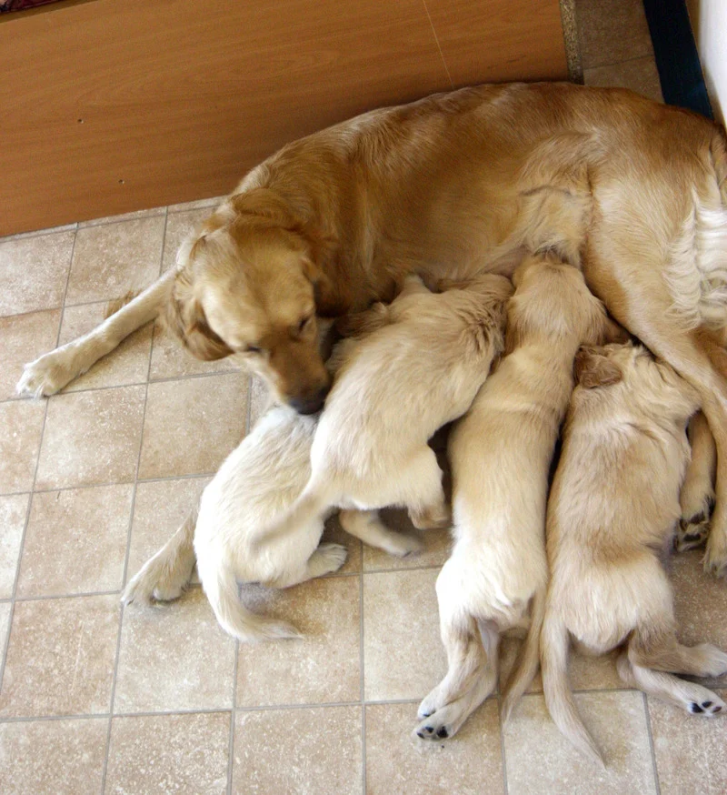 Migration Image