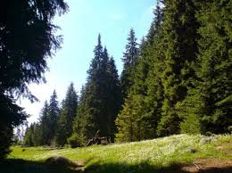 Борова гора Ракитово