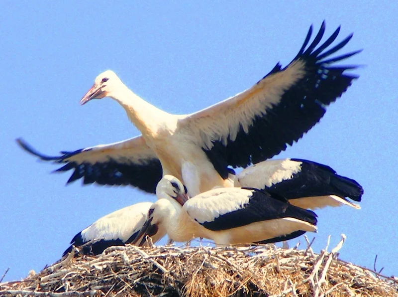 Migration Image