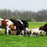 Животновъдство