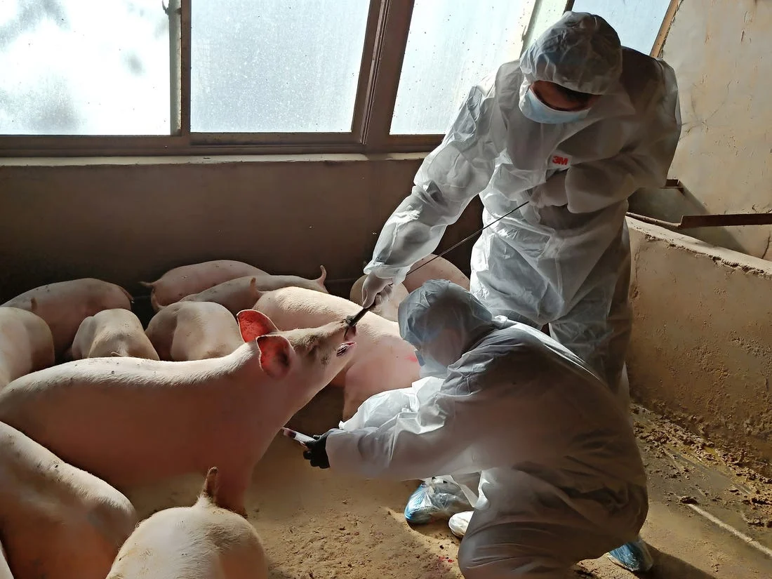 H1N1 свински грип свине