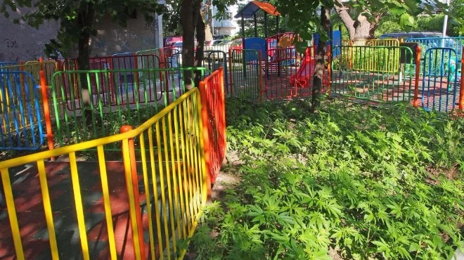 Марихуана на детска площадка