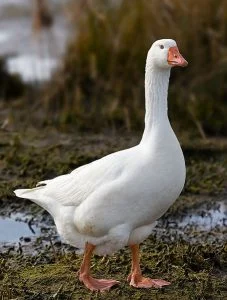 гъска