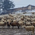велинград, животновъдите