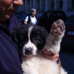 БТАПресконференцияОвчарско куче