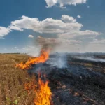 пожарите
