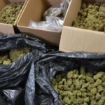 В Бургаско и Ямболско иззеха 250 килограма марихуана за 2 млн. евро