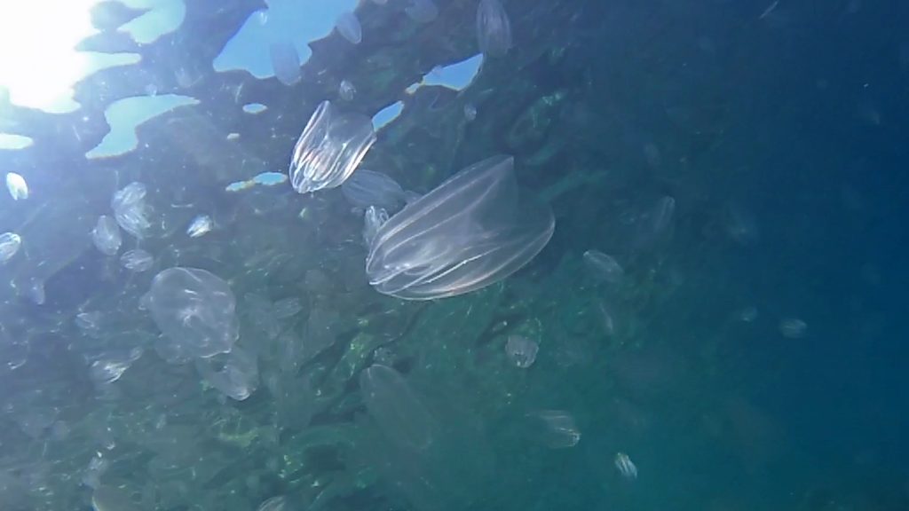 LInvasione delle Mnemiopsis leidyi 2019 08 20 23h07m25s193
