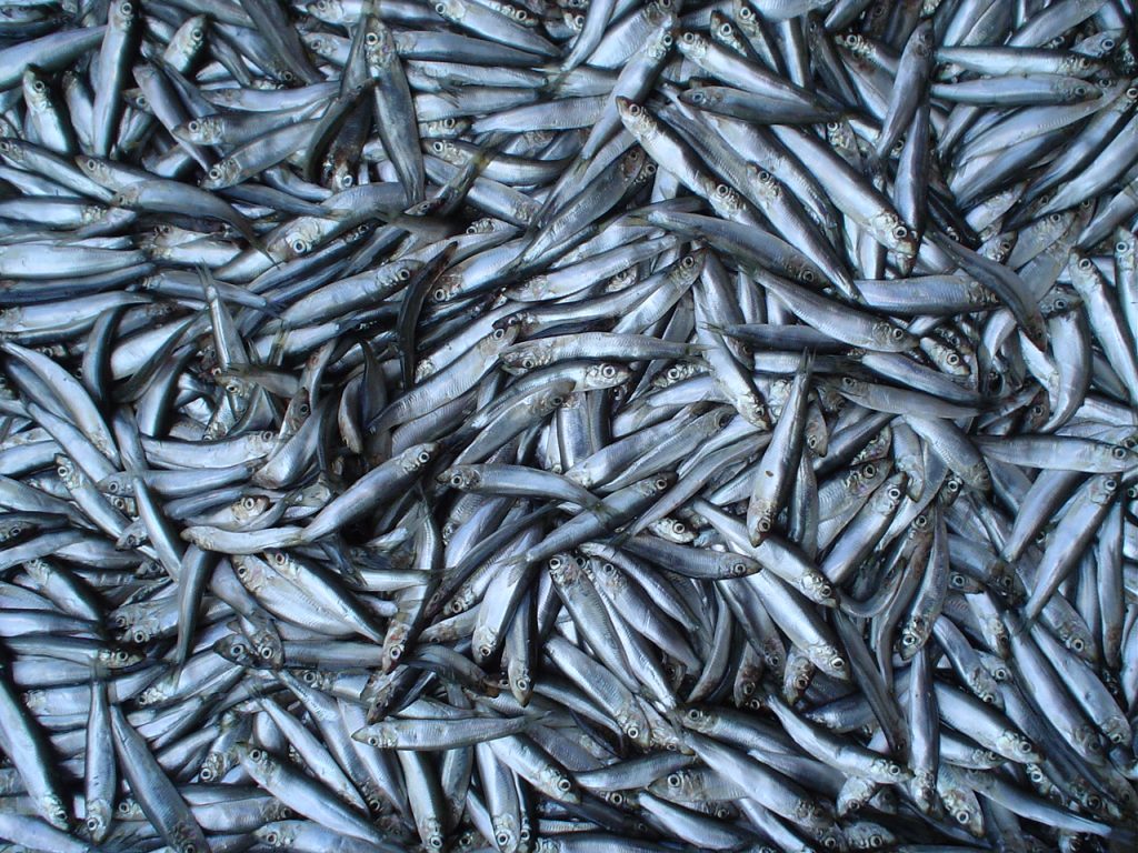 Odesa bazaar 5 sprats
