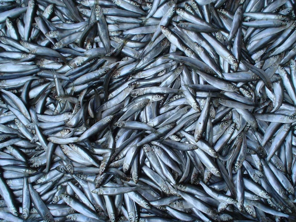 Пет вида риби съставляват над 90% от улова от Черно море 5 Odesa bazaar 5 sprats 1024x768.jpg.wpt4 1737392 9b09f2ce21 5