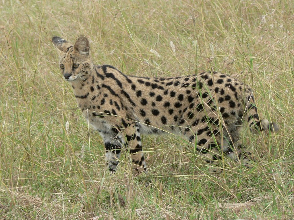 Serval in Tanzania