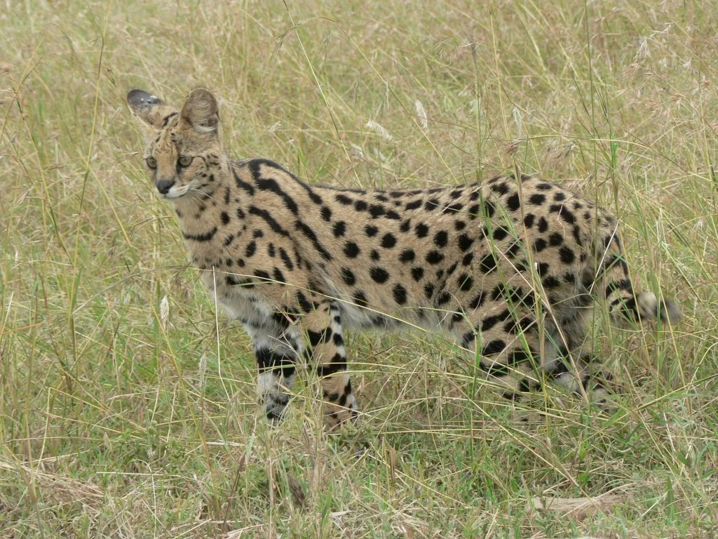 Serval in Tanzania 1024x768.jpg.wpt4 1735962 9b09f2ce21 5