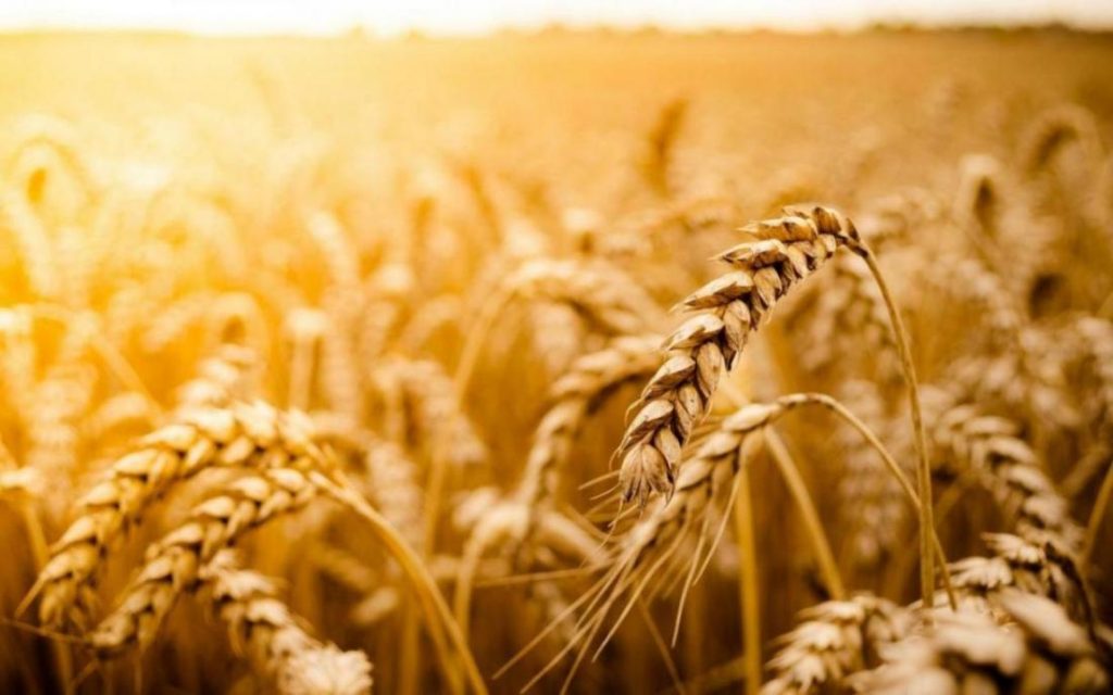 ZS Wheat Imports 183 ab