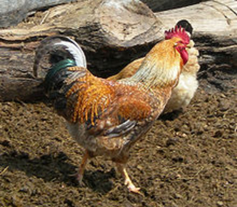 Migration Image