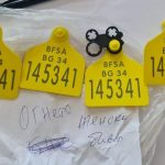 измами европари