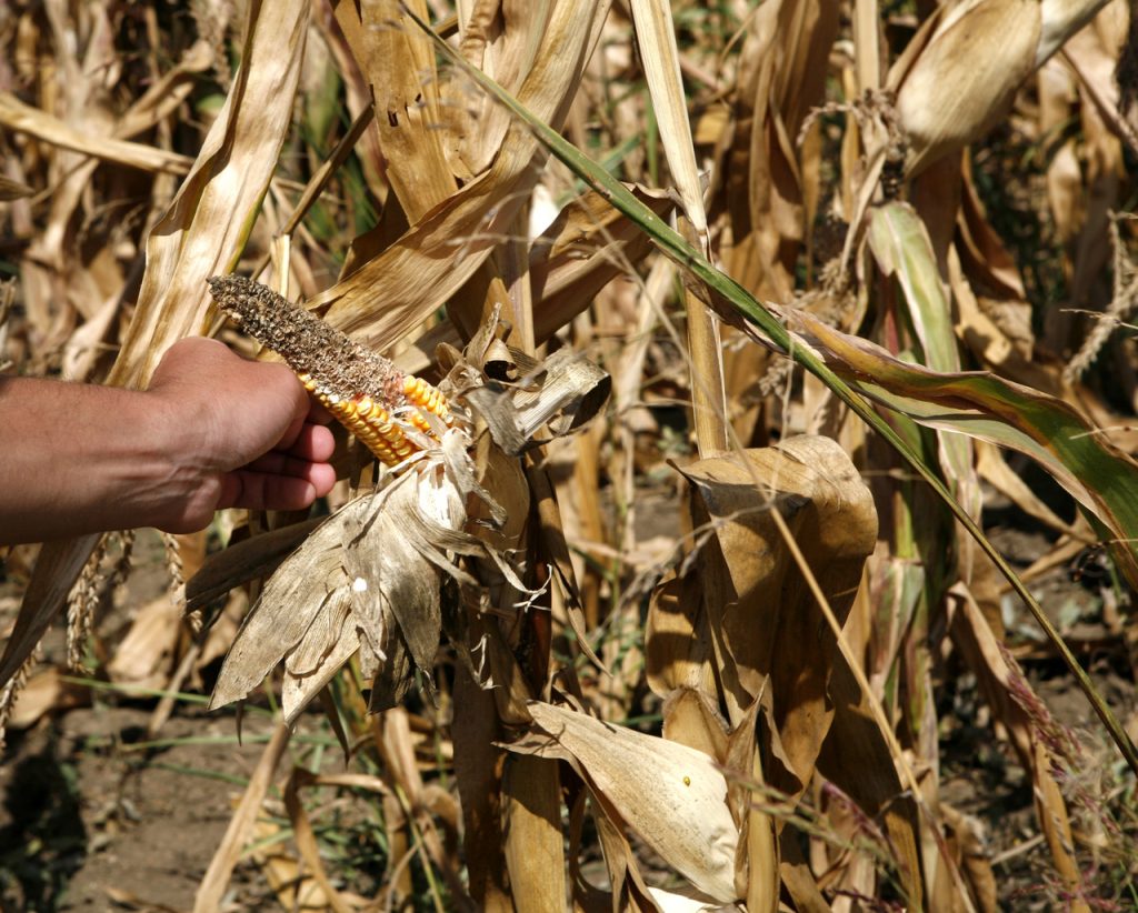 Необходими са спешни мерки за подпомагане на засегнатите от сушата фермери 1 царевица