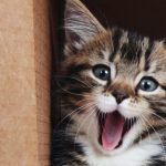 коте