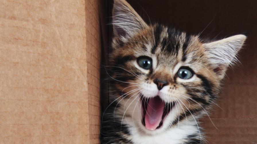коте