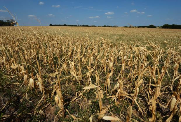 Земеделците могат да подават заявления за подпомагане за унищожена реколта от природни бедствия